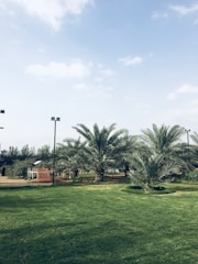 A lush green lawn is surrounded by palm trees and a few tall street lamps under a partly cloudy sky. In the background, there is a playground structure with a slide and some vegetation.