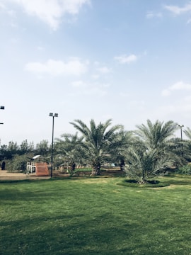 A lush green lawn is surrounded by palm trees and a few tall street lamps under a partly cloudy sky. In the background, there is a playground structure with a slide and some vegetation.