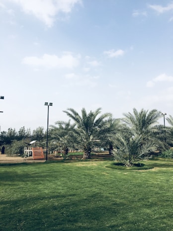 A lush green lawn is surrounded by palm trees and a few tall street lamps under a partly cloudy sky. In the background, there is a playground structure with a slide and some vegetation.