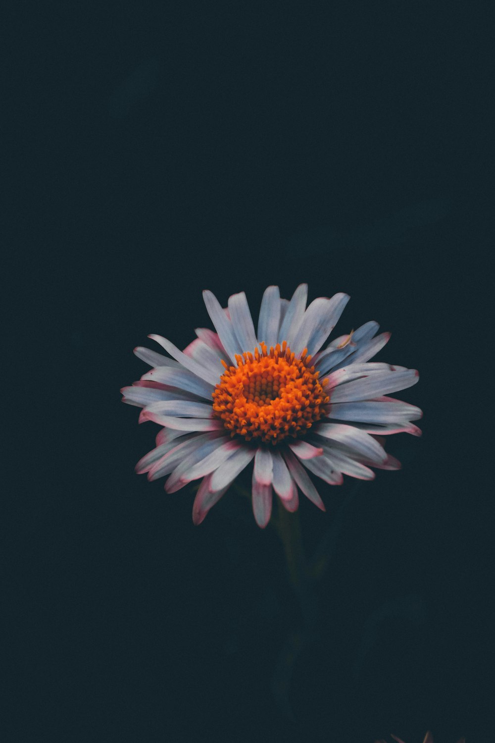 white and yellow daisy in bloom