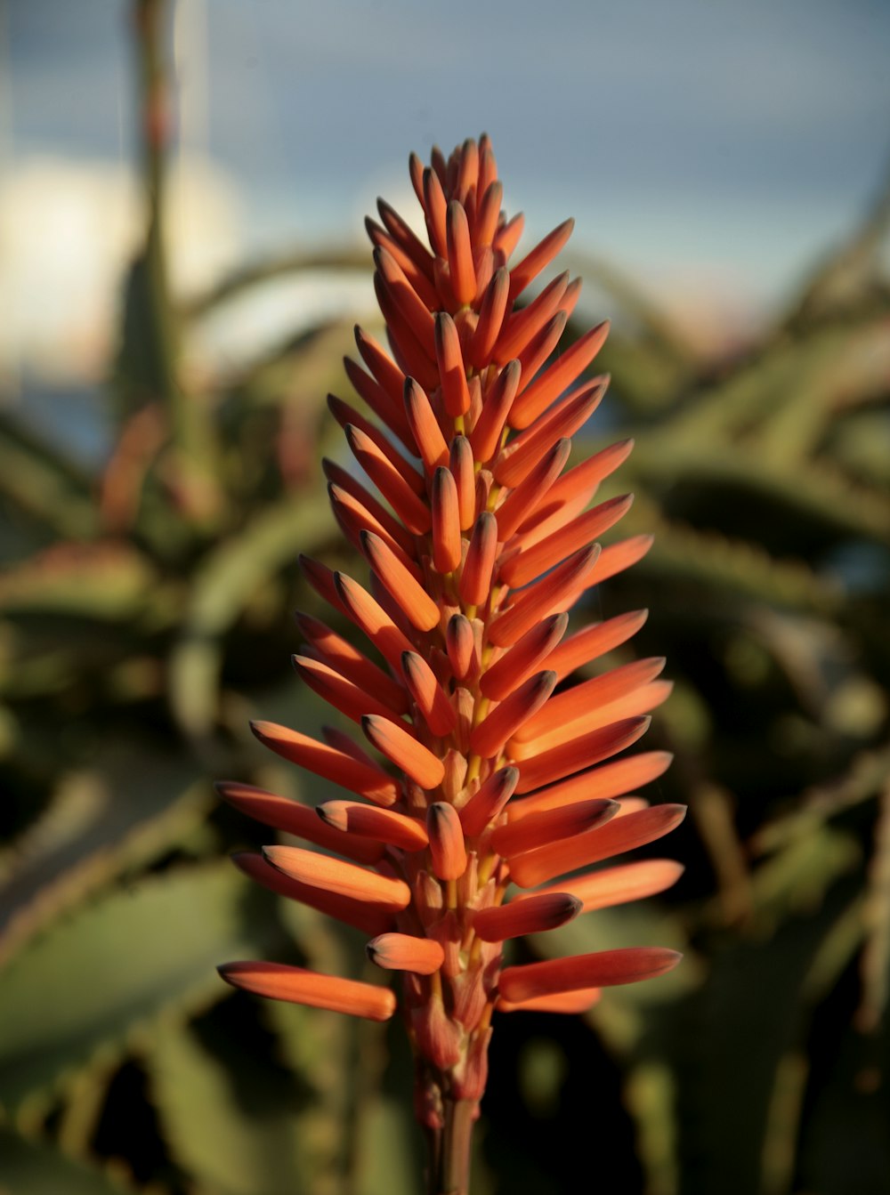 red flower in tilt shift lens