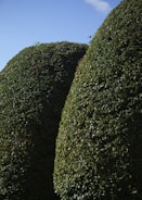 green moss on green grass field