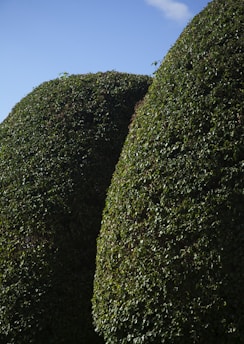 green moss on green grass field