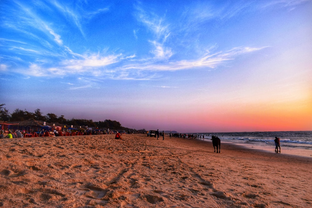 people on beach during daytime