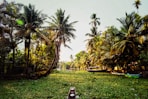 brown wooden bench near palm trees during daytime