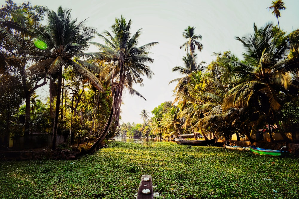 brown wooden bench near palm trees during daytime