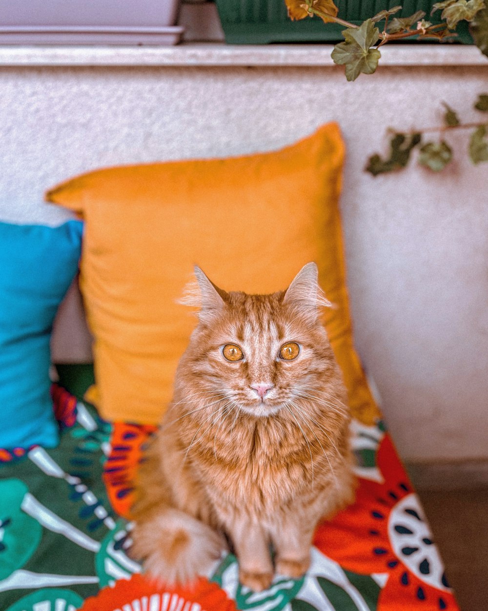 orange tabby cat on orange throw pillow