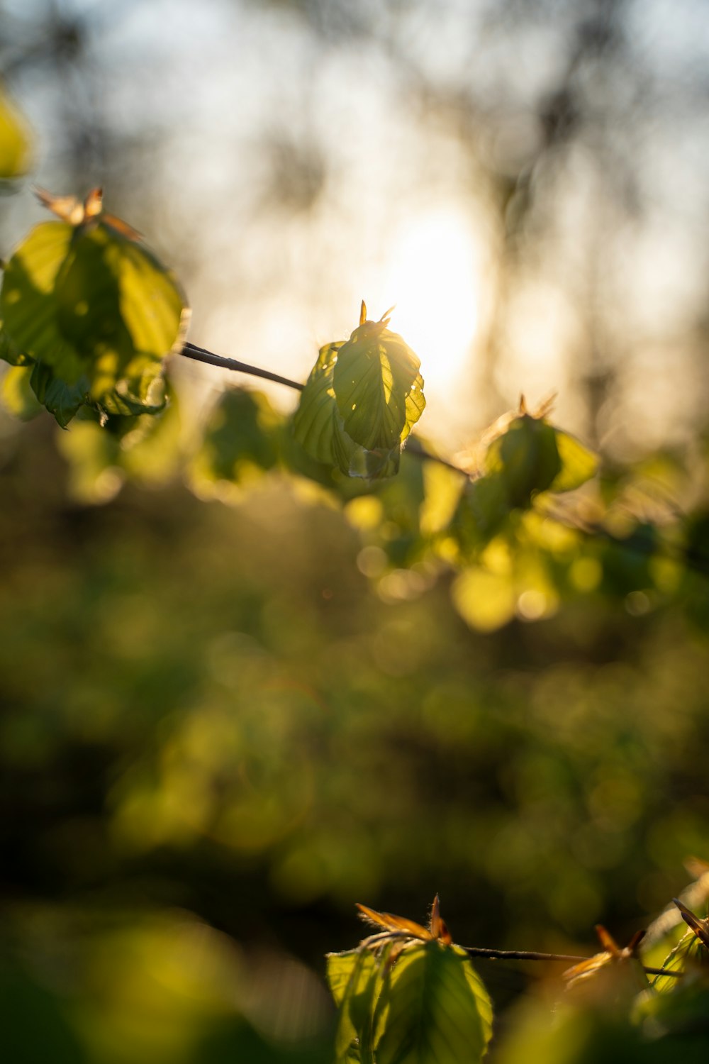 green leaf plant in close up photography