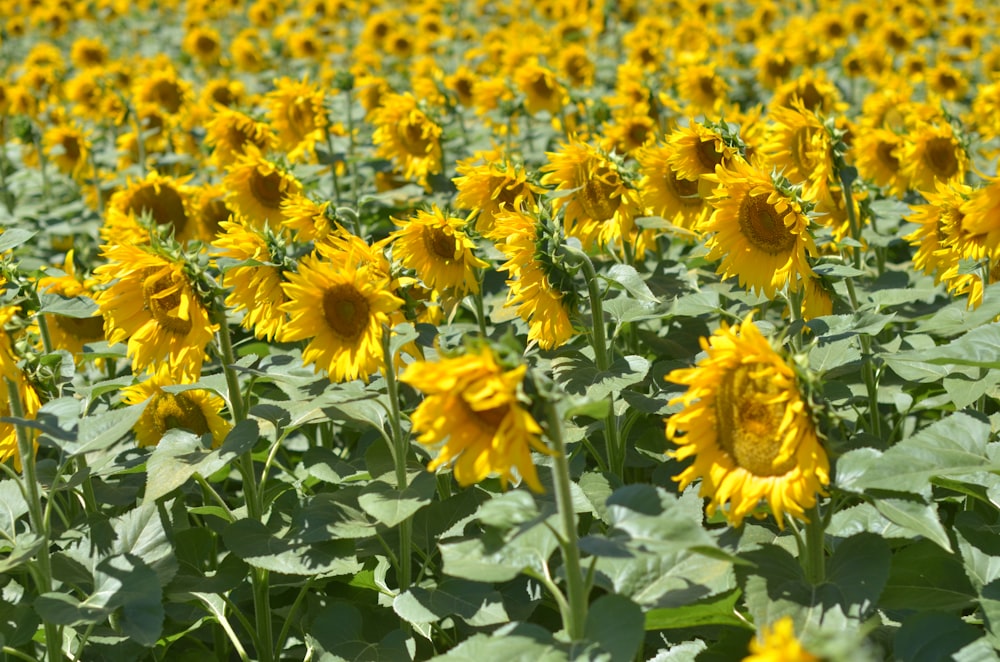 yellow flowers with green leaves