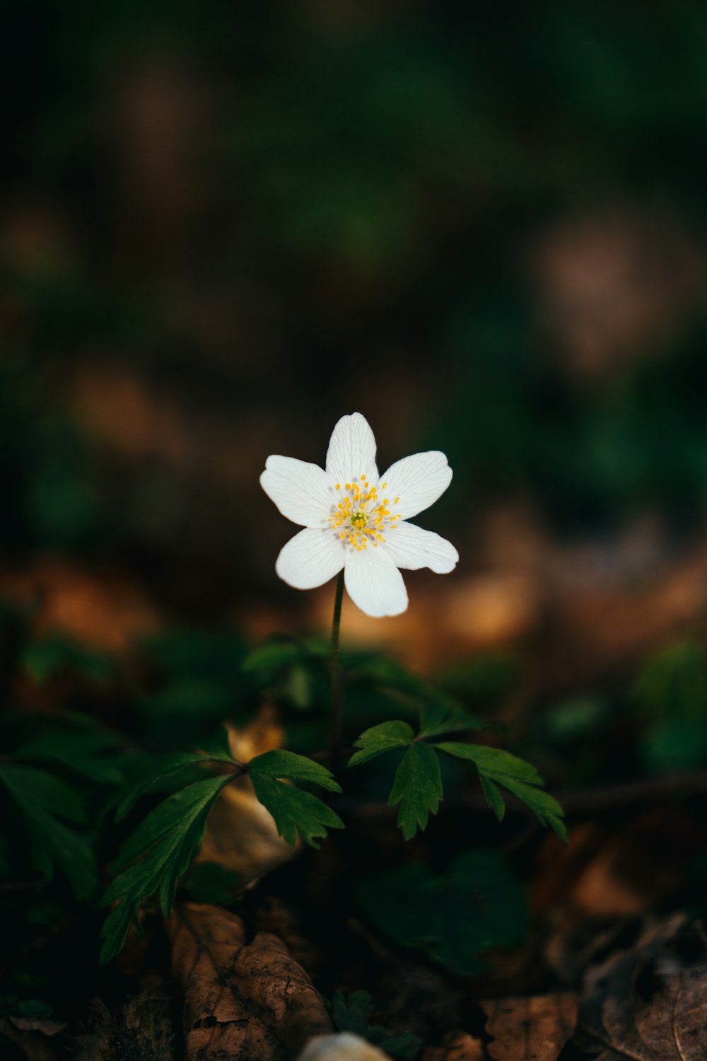 white flower in tilt shift lens