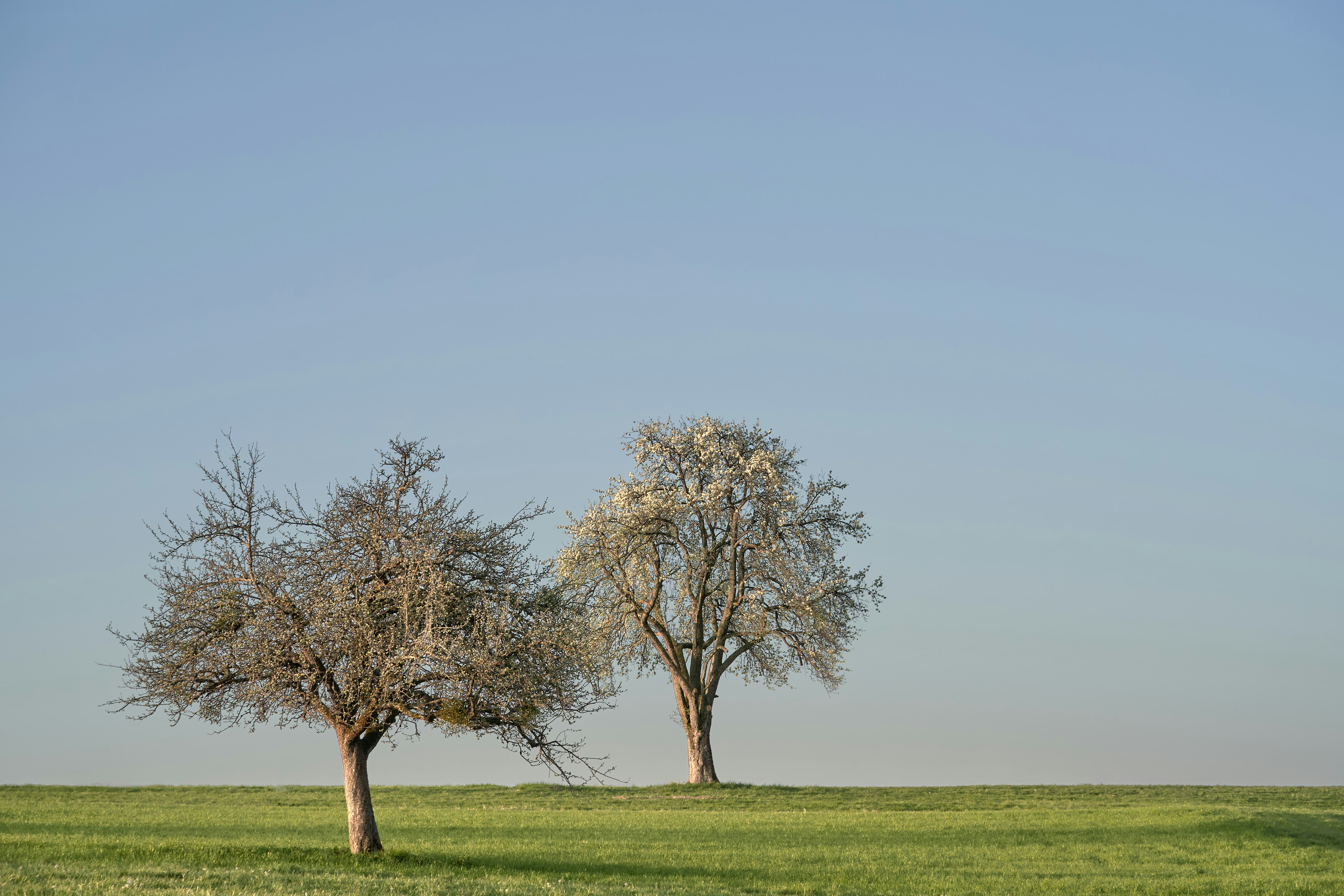 Photo by wolfgang_hasselmann