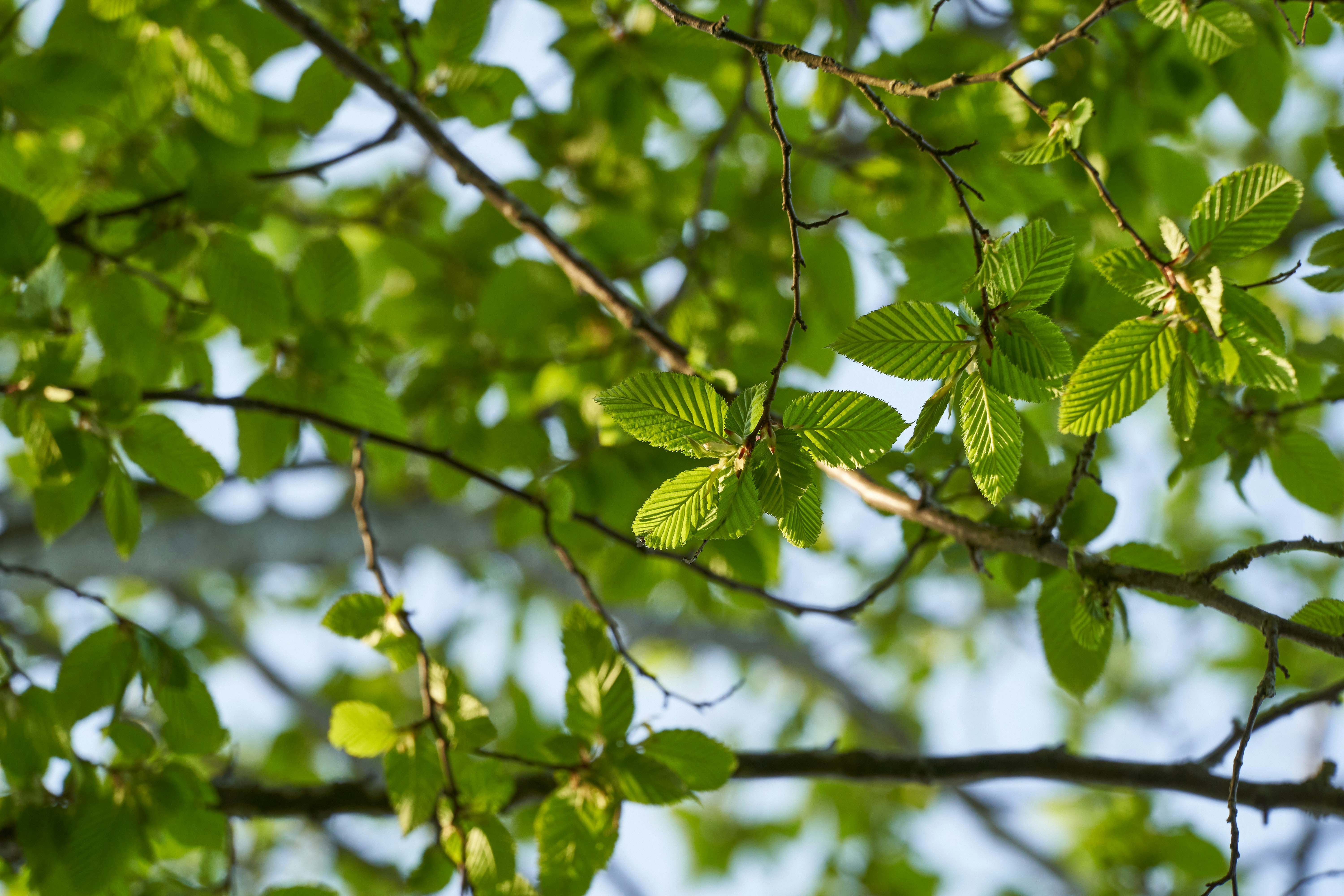 Photo by wolfgang_hasselmann