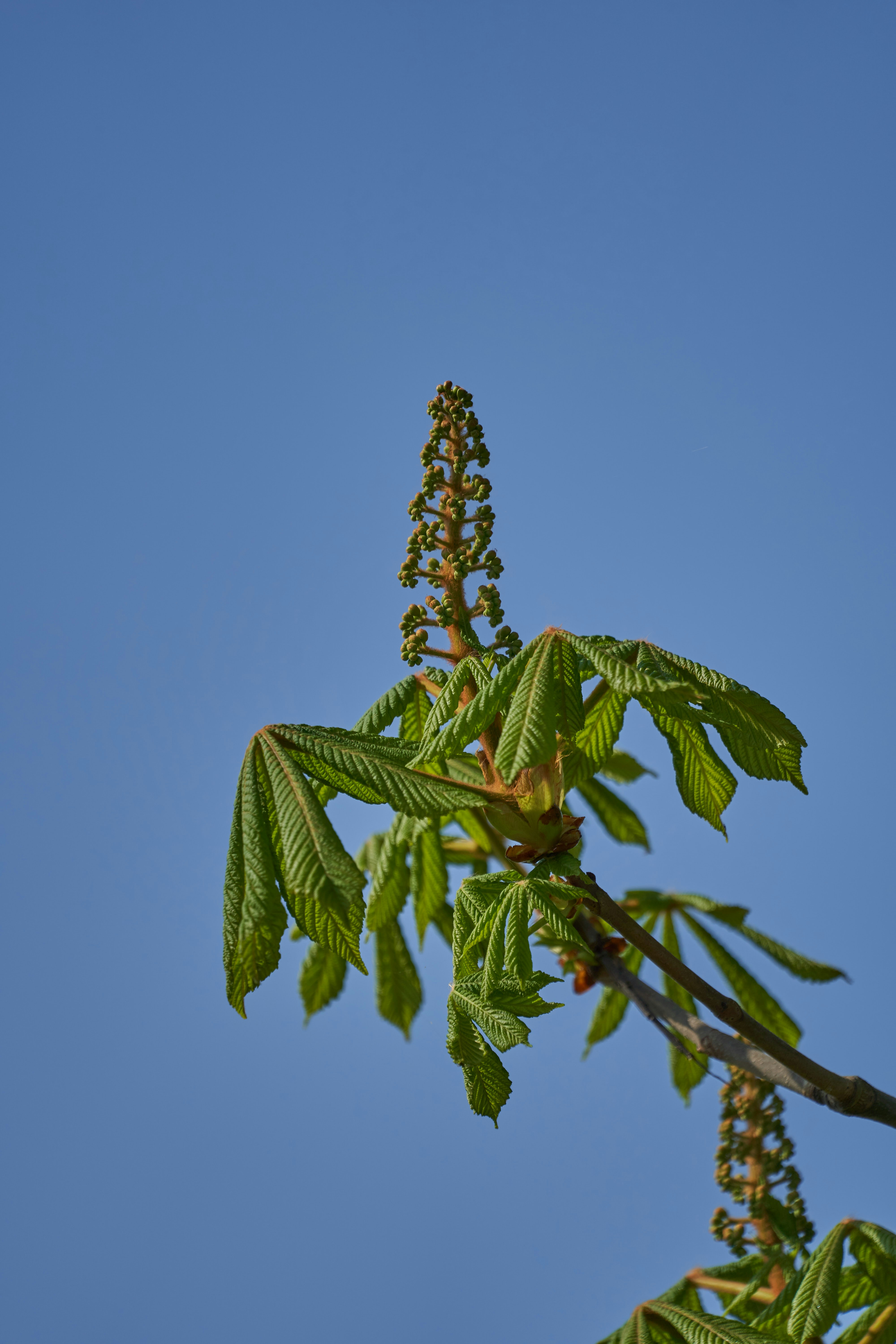 Photo by wolfgang_hasselmann