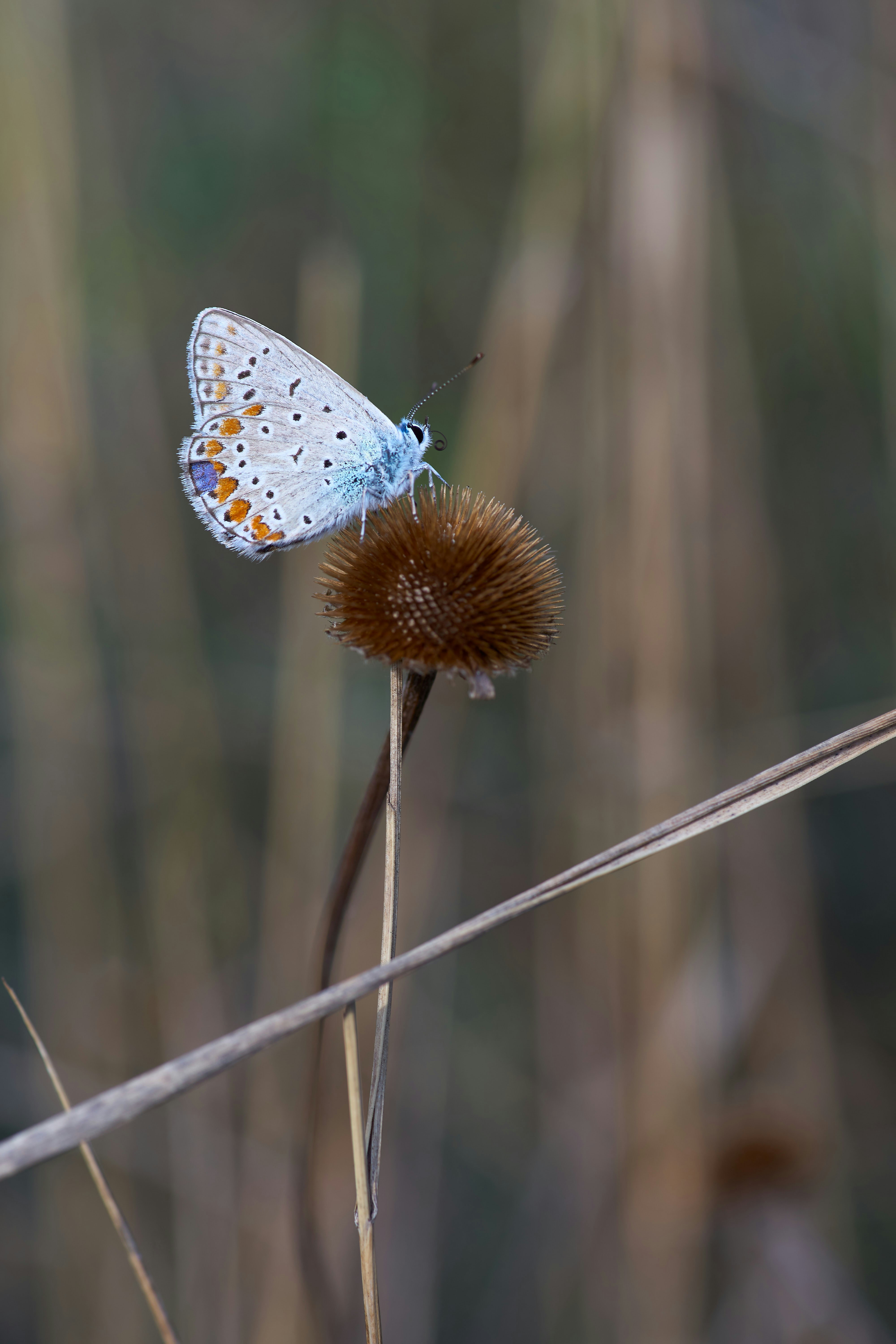 Photo by wolfgang_hasselmann