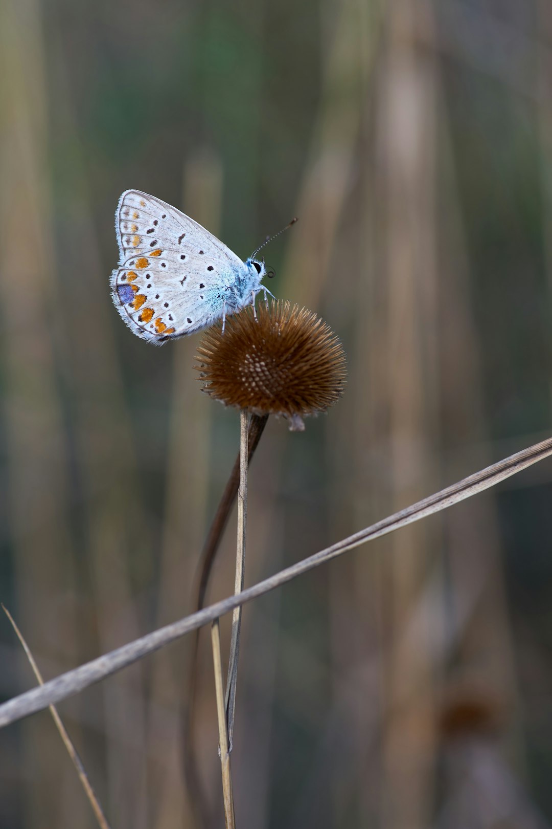 blue and white butterfly perched on brown plant stem in close up photography during daytime