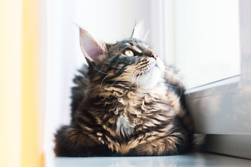 brown tabby cat on white table