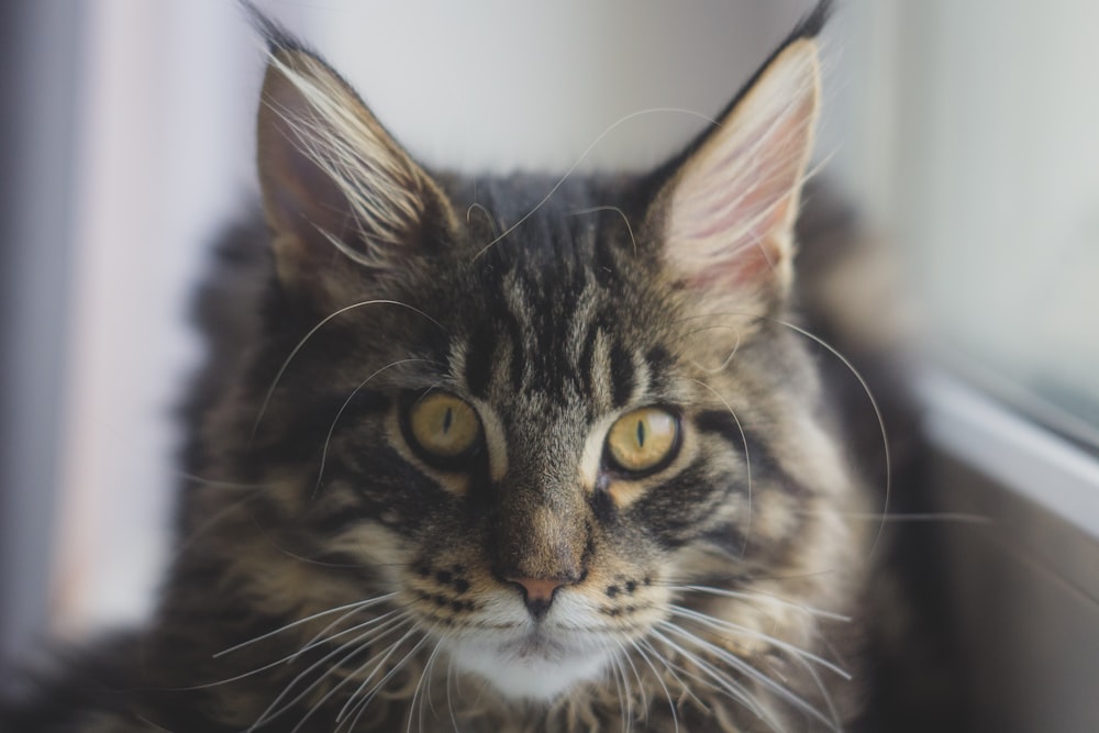 brown tabby cat in close up photography