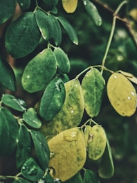 A colorful graph showing monthly rainfall variations over the past year.