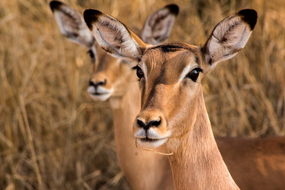 brown deer on brown grass field during daytime