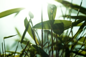 Close-up of a lush bamboo hedge with sunlight filtering through its leaves, highlighting natural textures.