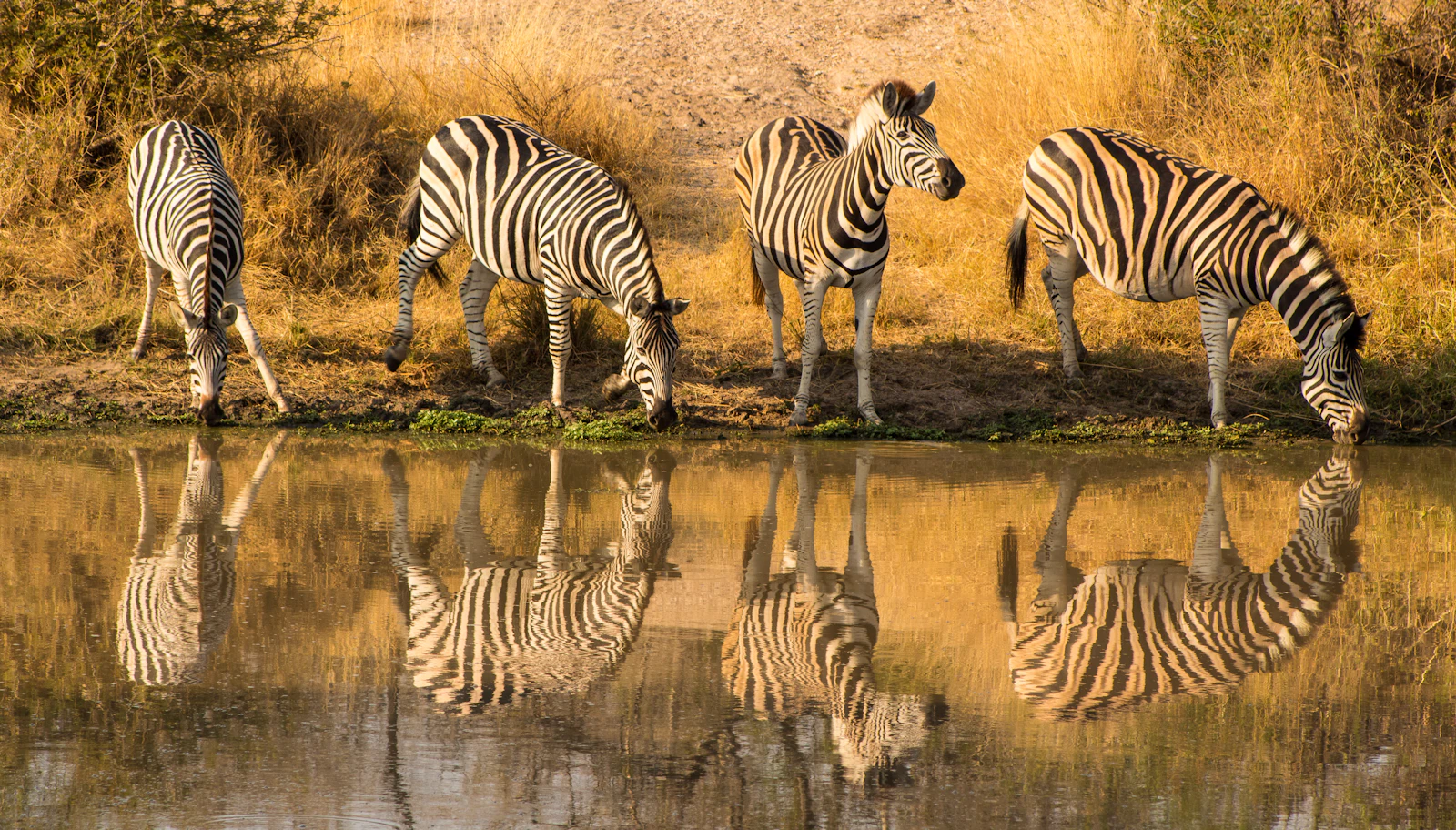 Self-drive road through Kruger National Park, South Africa