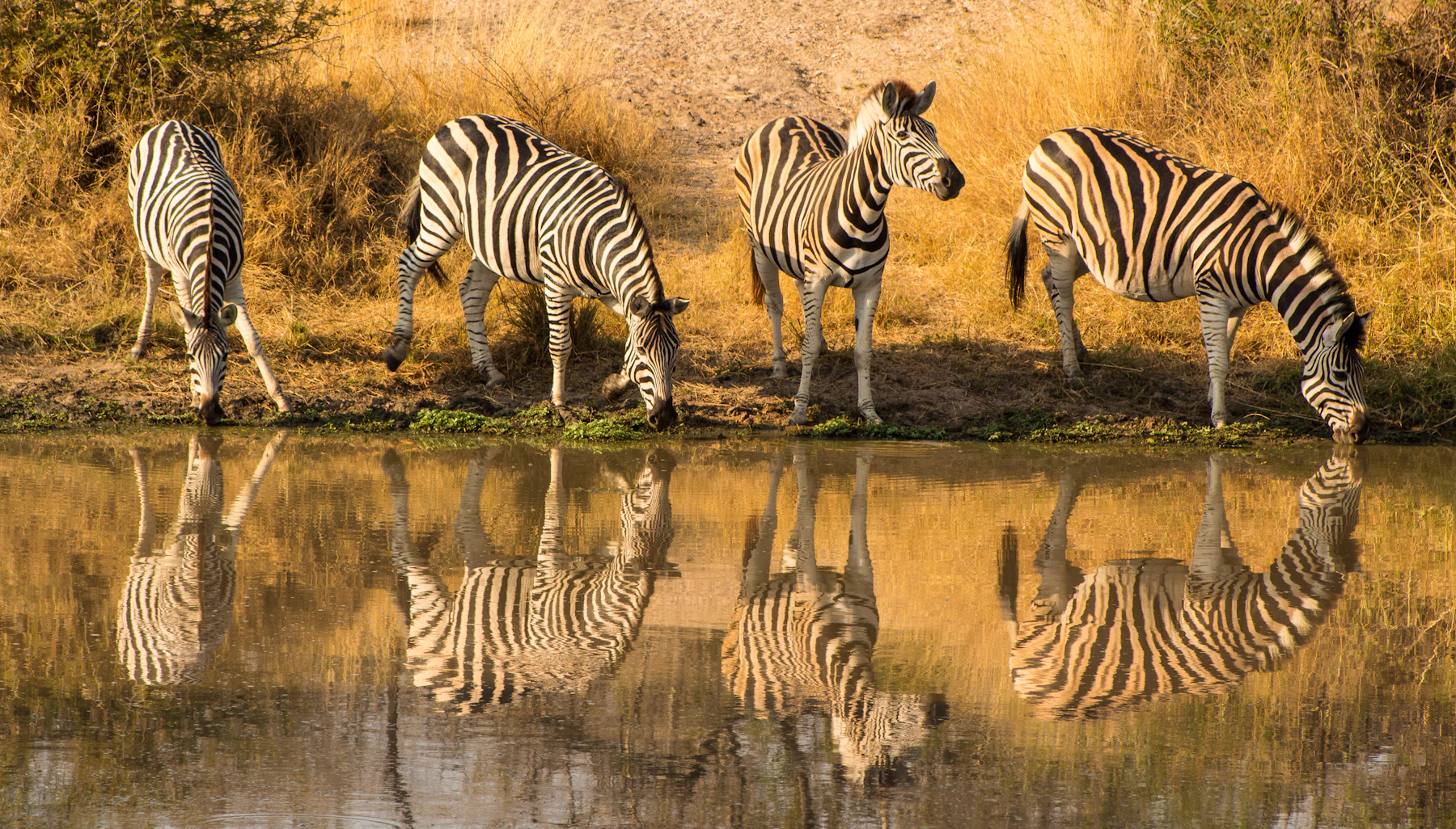 Zebras drinking at a waterhole on safari in South Africa