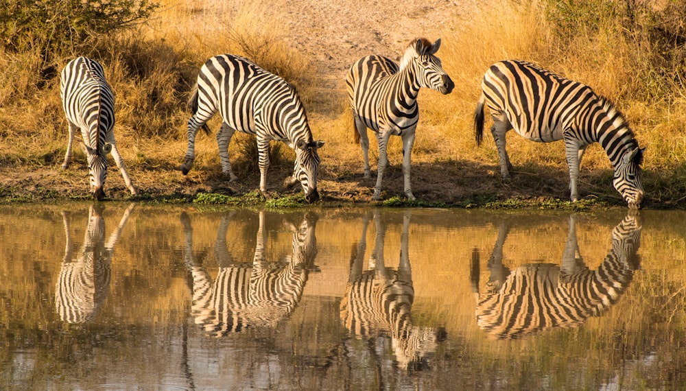 zebra in piedi su erba verde durante il giorno