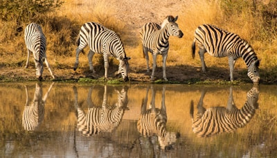 Four zebras by the water, three of them drinking, one on the look out. Their reflections can be seen in the water.