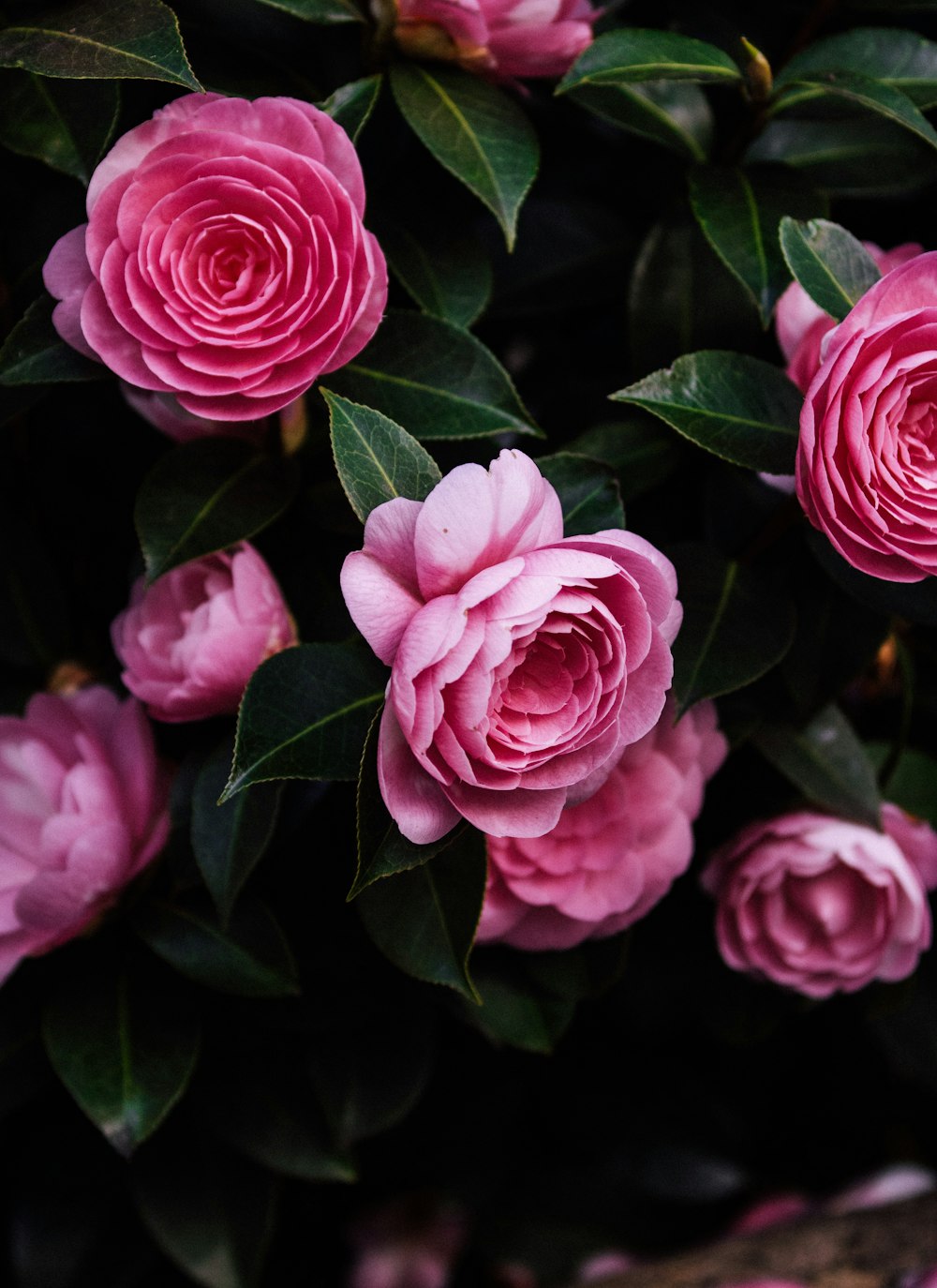 pink roses in close up photography