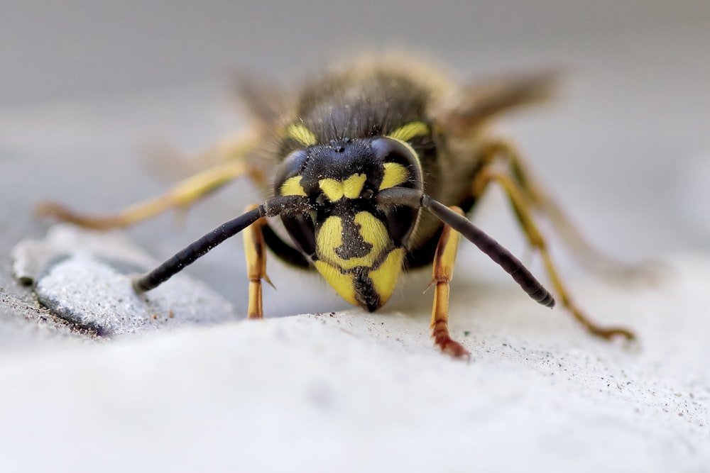 흰 눈에 노란색과 검은 색 꿀벌