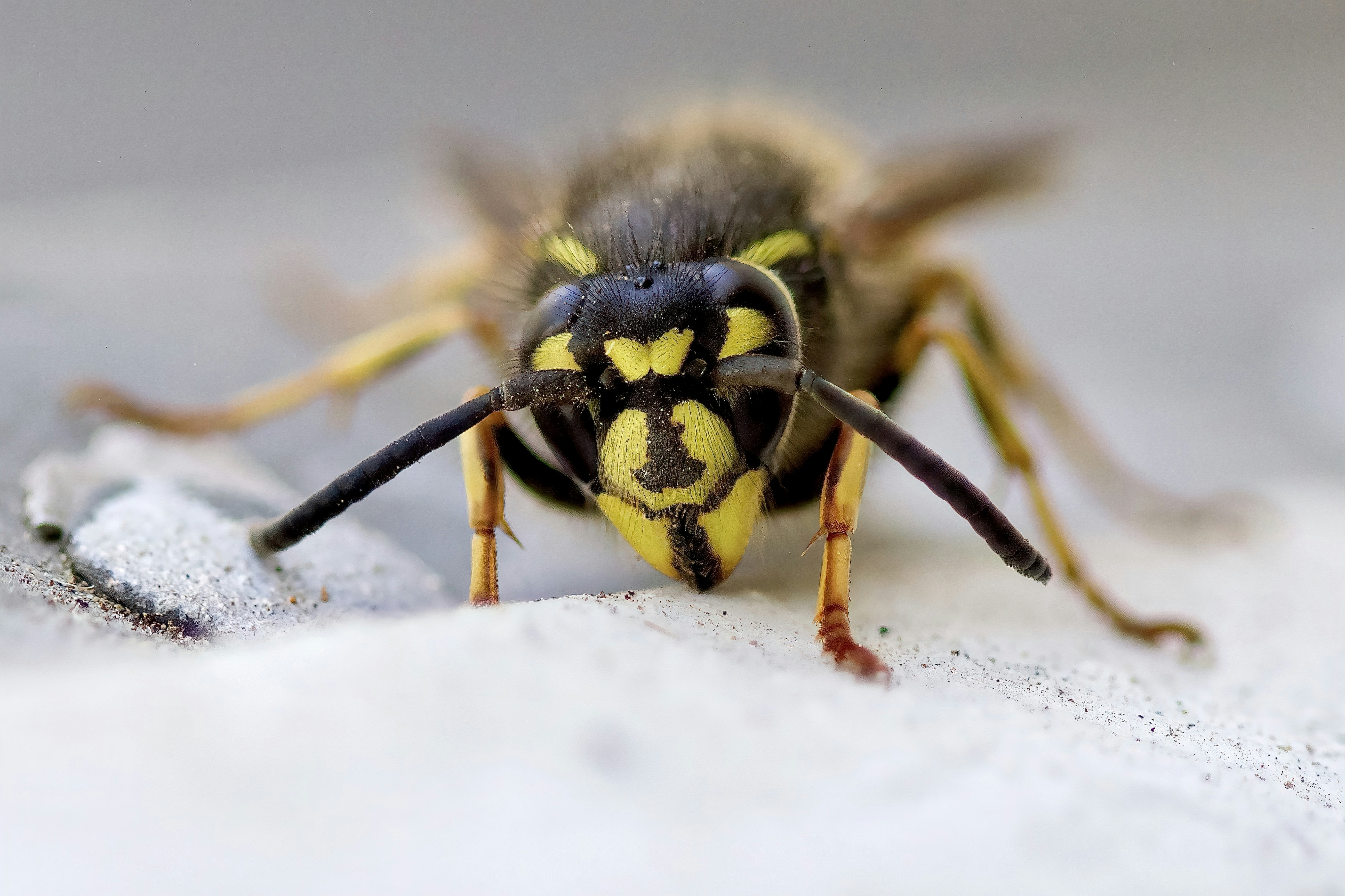 local wasp nest removal