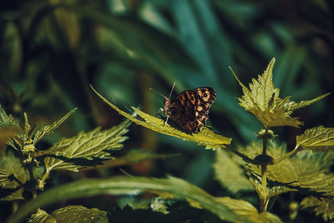 brown and black butterfly on green leaf