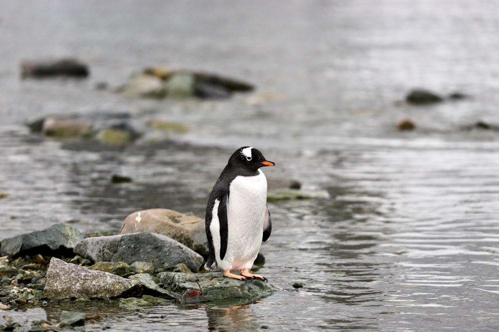 a penguin standing on a rock in the water