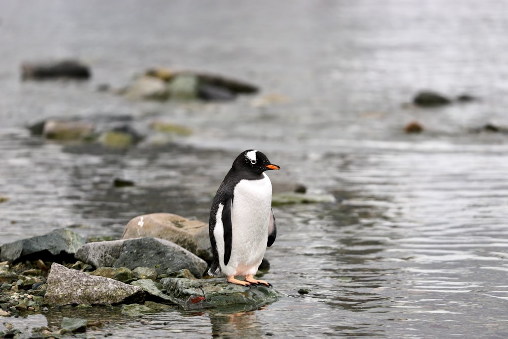 Un pingouin debout sur un rocher dans l’eau
