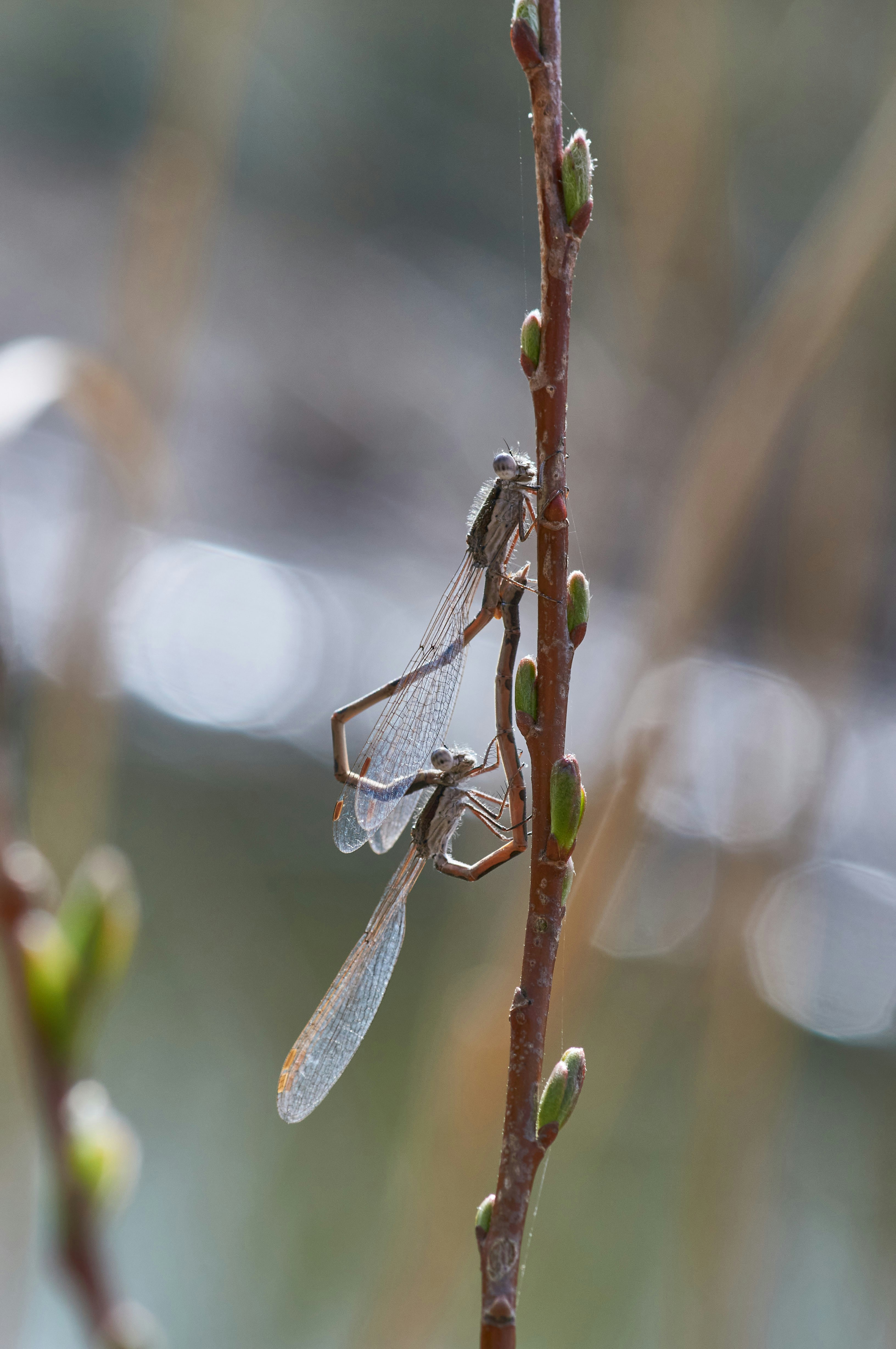 Photo by wolfgang_hasselmann