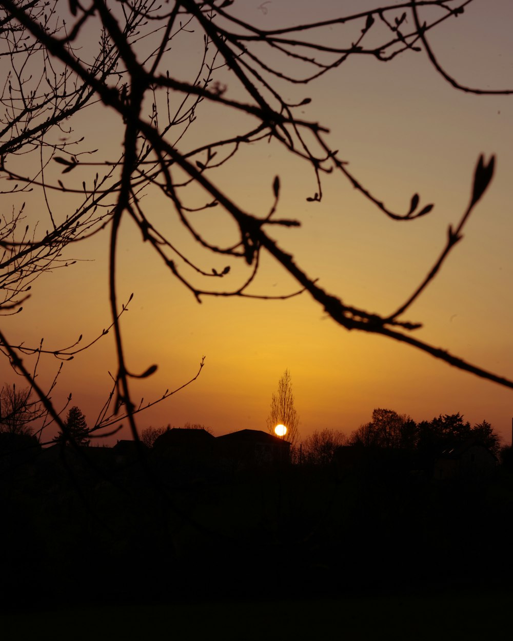 silhouette of trees during sunset