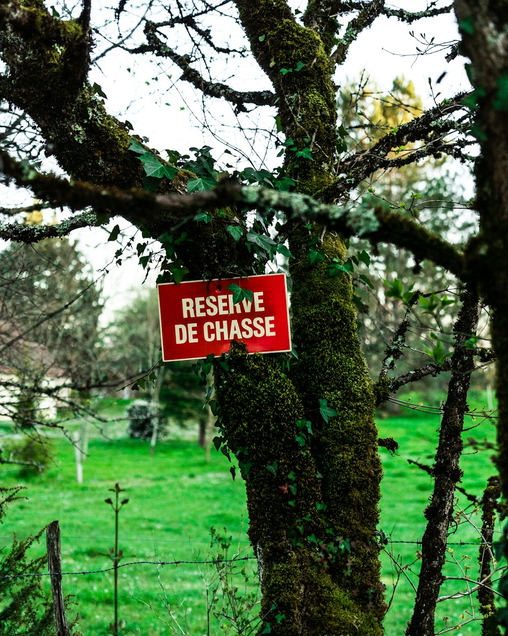 red and white no smoking sign on brown tree