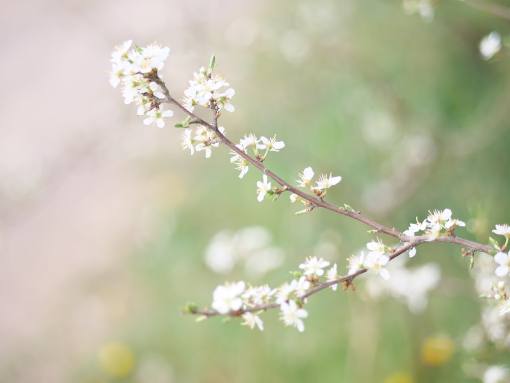 昼間に咲く白桜