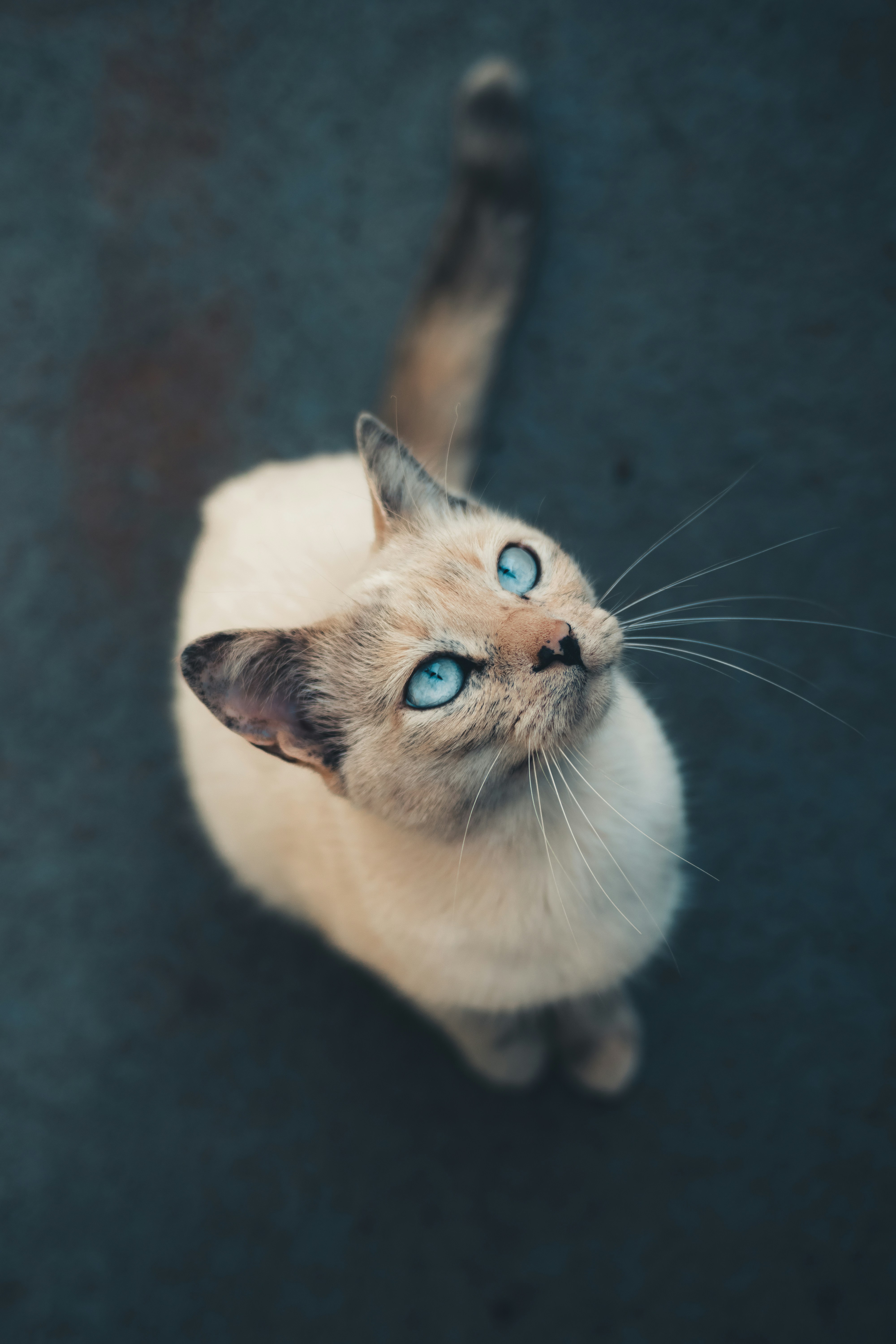 Chartreux: France's Blue-Gray Monastery Cat (image credits: unsplash)
