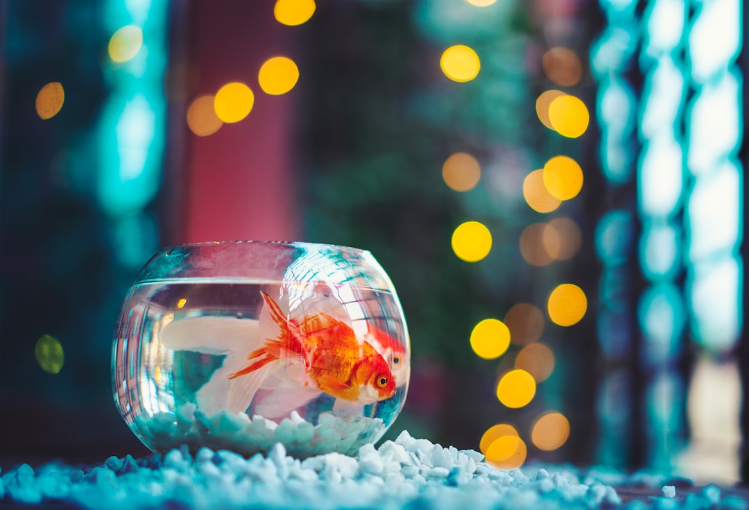 how often do goldfish lay eggs,what do goldfish eggs look like,what to do if your goldfish is pregnant,baby goldfish,what do unfertilized goldfish eggs look like,when do goldfish lay eggs,when do goldfish lay eggs in a pond,goldfish laying eggs signs