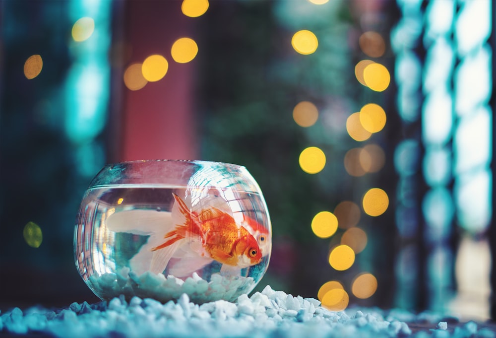 red and white fish in fish tank