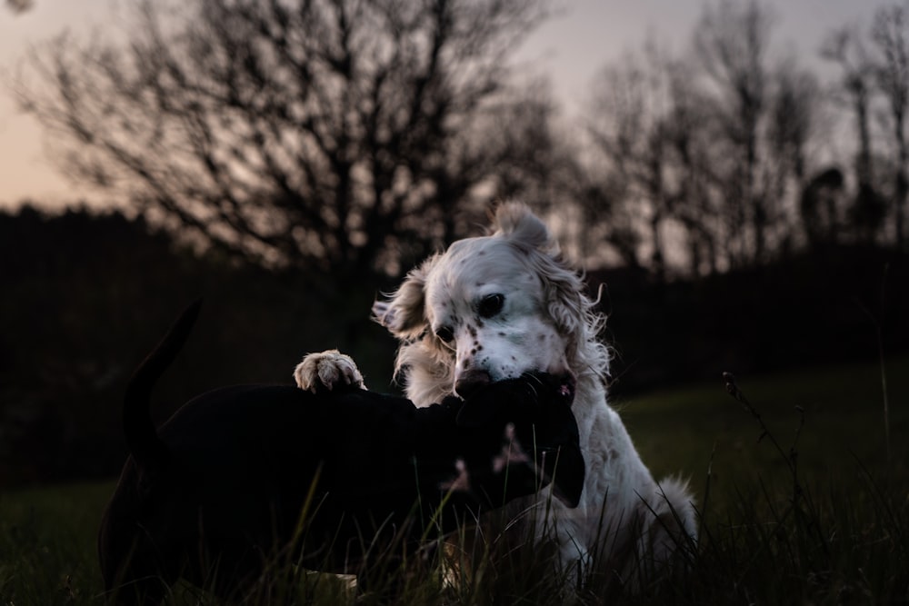 昼間、緑の芝生に横たわる白いロングコートの小型犬