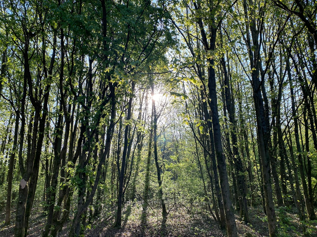 Forest photo spot Arrow Valley Country Park Bicester