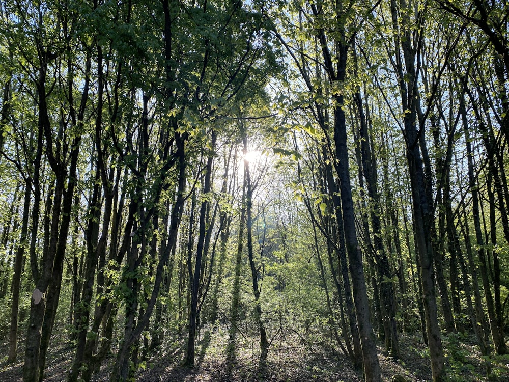 green trees on forest during daytime