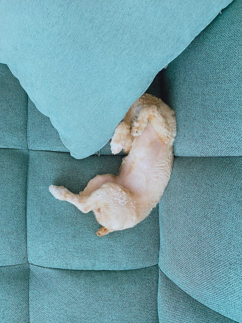 white short coated dog lying on gray textile