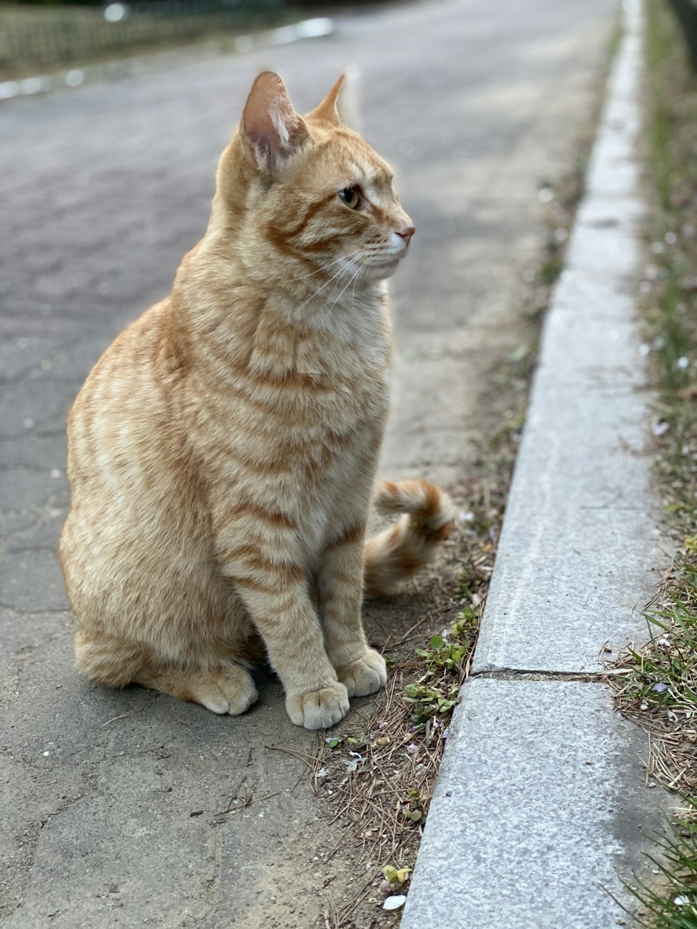 orange tabby cat on gray concrete floor