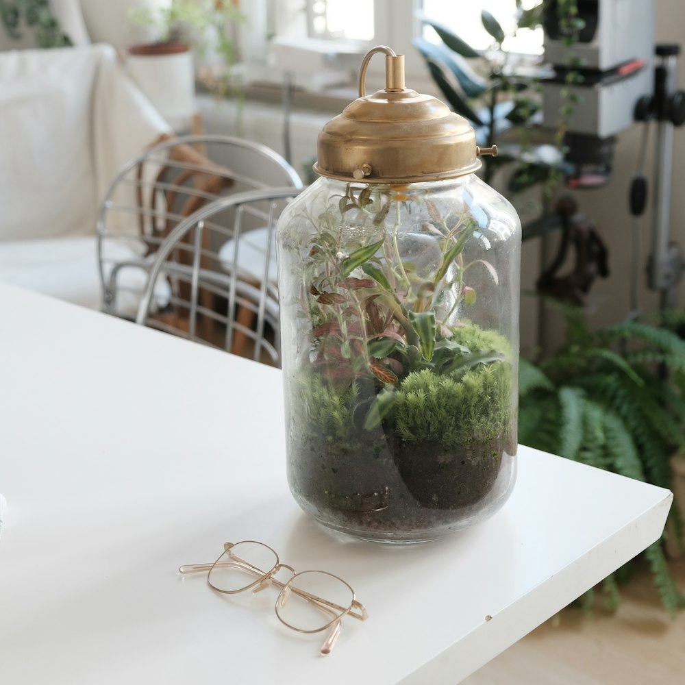 clear glass jar with green plant inside
