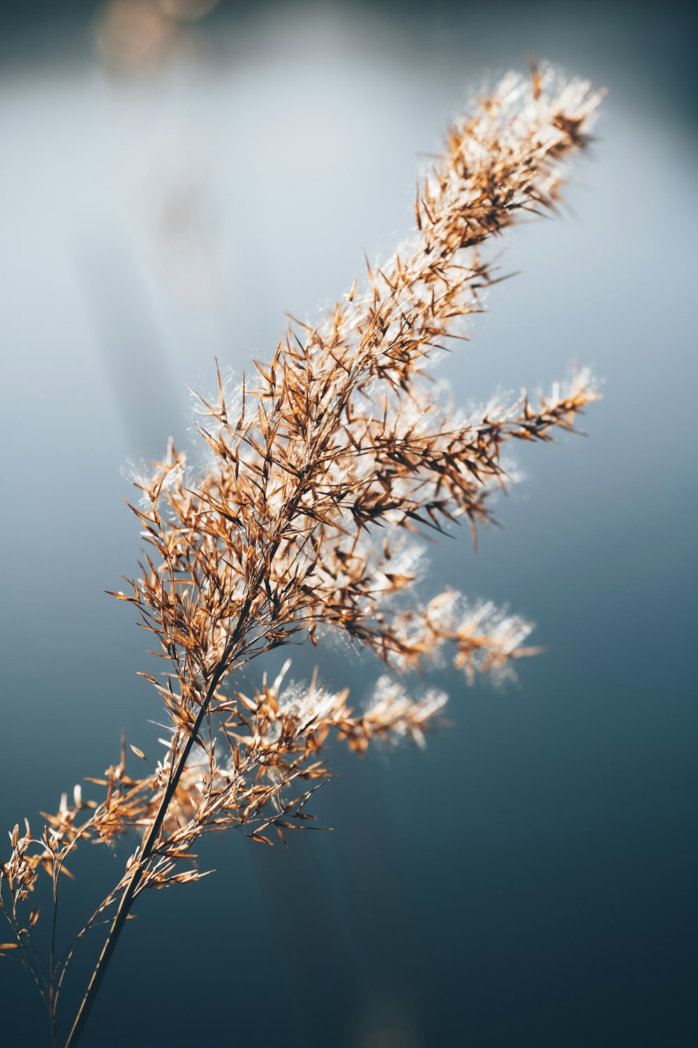 brown wheat in close up photography