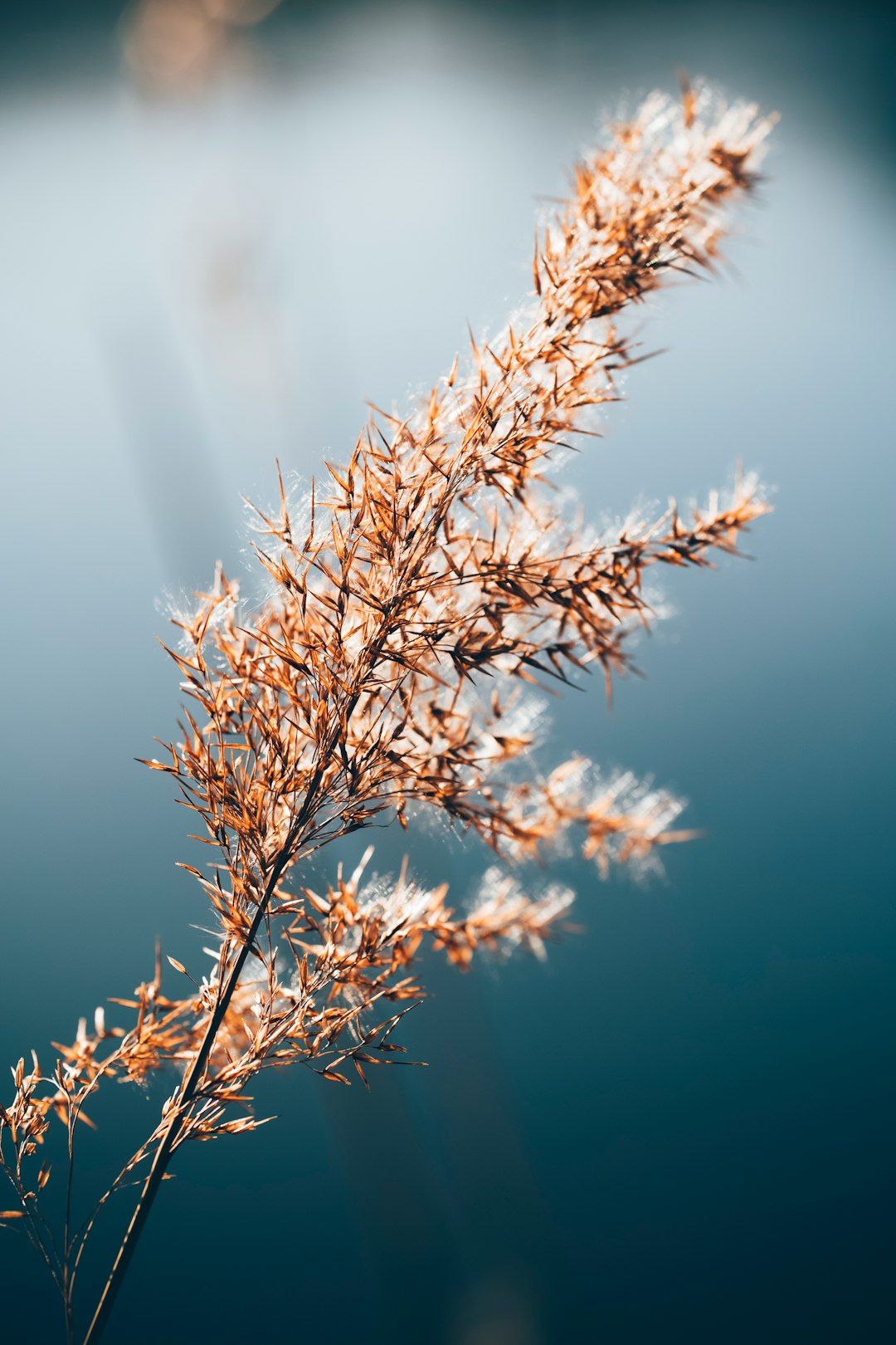 brown wheat in close up photography