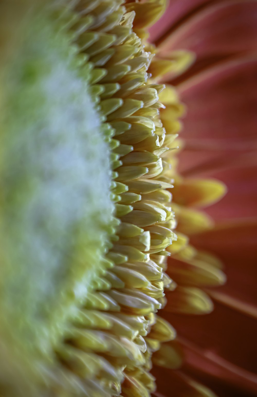 pink and yellow flower in macro photography